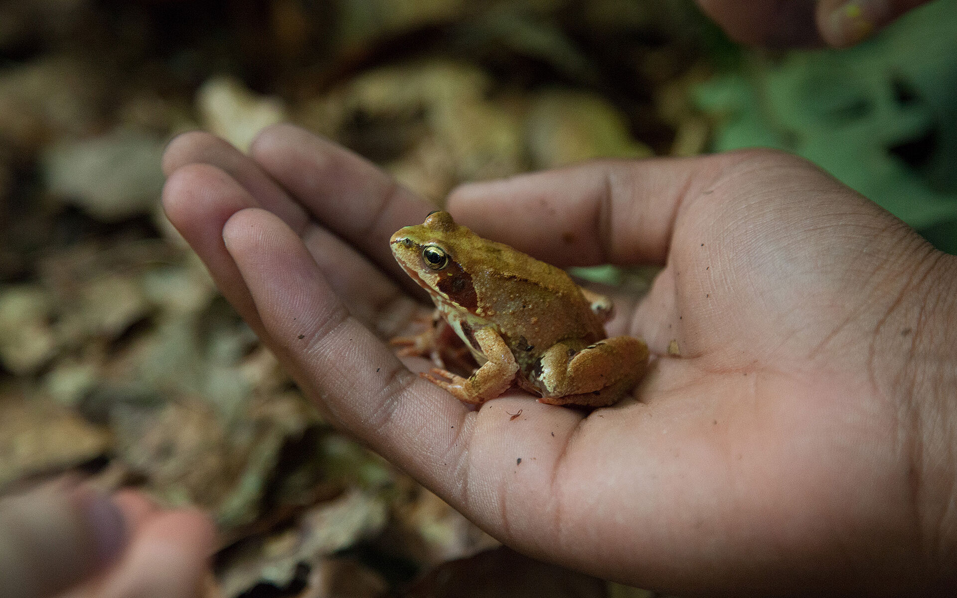 Umweltpädagogik – Ab in den Wald!