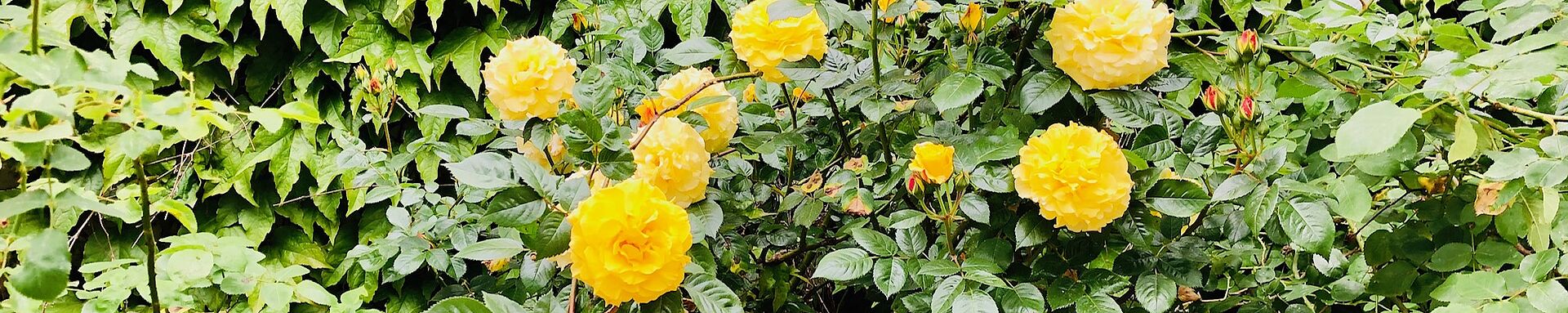 Foto mit einer gelb blühenden Rosenhecke