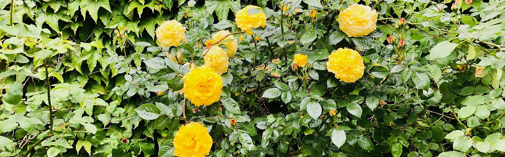 Foto mit einer gelb blühenden Rosenhecke